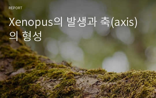 Xenopus의 발생과 축(axis)의 형성