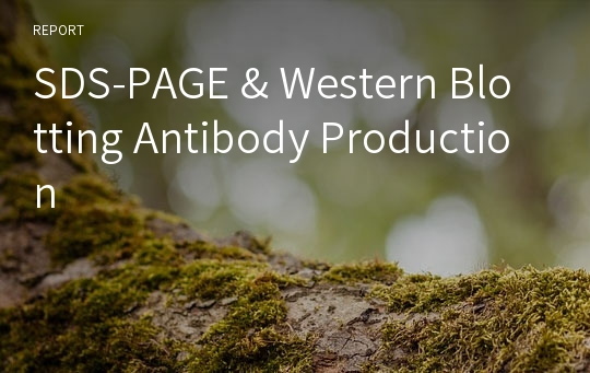 SDS-PAGE &amp; Western Blotting Antibody Production