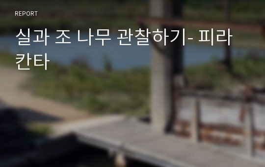 실과 조 나무 관찰하기- 피라칸타