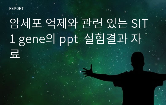 암세포 억제와 관련 있는 SIT1 gene의 ppt  실험결과 자료