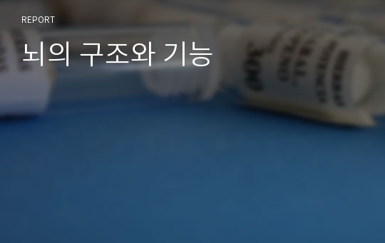 뇌의 구조와 기능