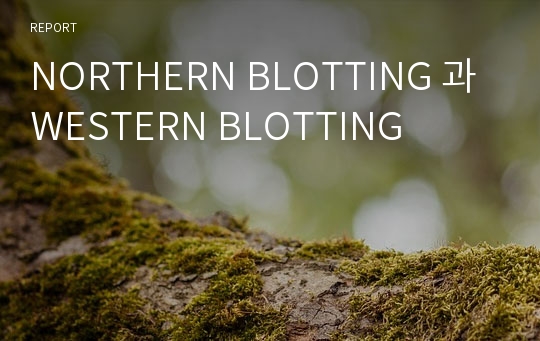 NORTHERN BLOTTING 과 WESTERN BLOTTING