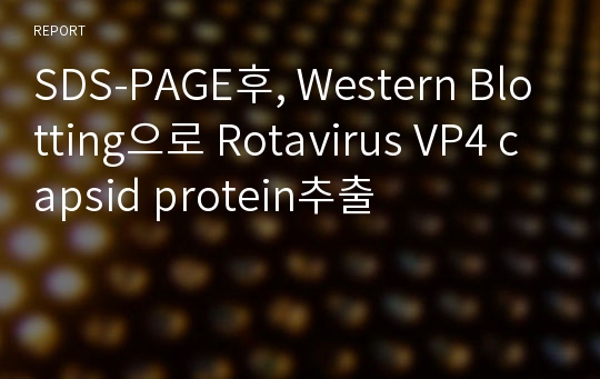 SDS-PAGE후, Western Blotting으로 Rotavirus VP4 capsid protein추출