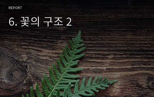 6. 꽃의 구조 2