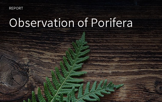 Observation of Porifera