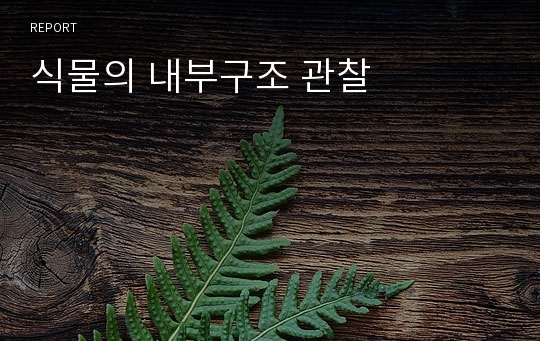 식물의 내부구조 관찰