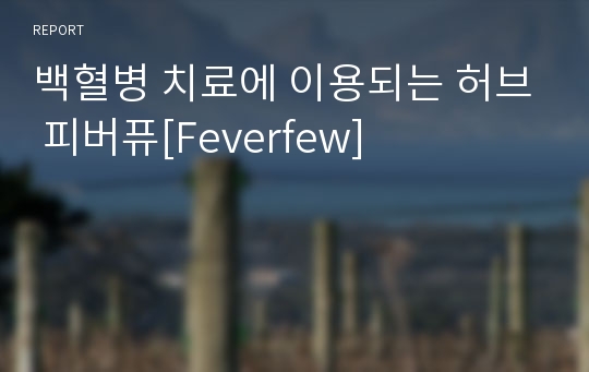 백혈병 치료에 이용되는 허브 피버퓨[Feverfew]