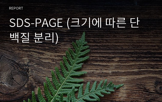 SDS-PAGE (크기에 따른 단백질 분리)