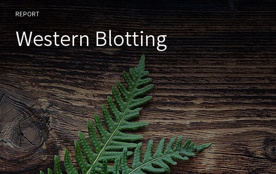 Western Blotting