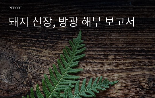 돼지 신장, 방광 해부 보고서