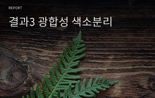 결과3 광합성 색소분리