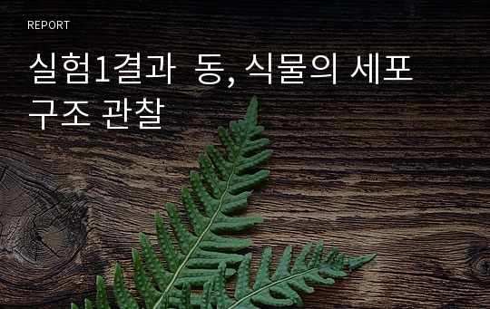 실험1결과  동, 식물의 세포구조 관찰