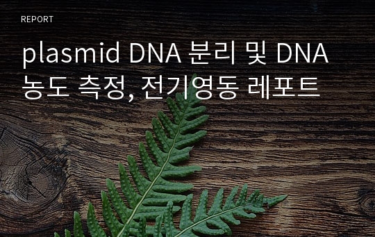 plasmid DNA 분리 및 DNA 농도 측정, 전기영동 레포트