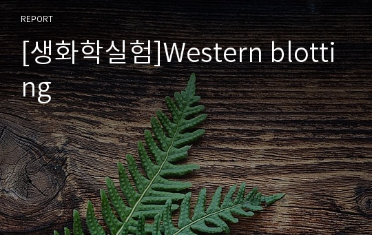 [생화학실험]Western blotting