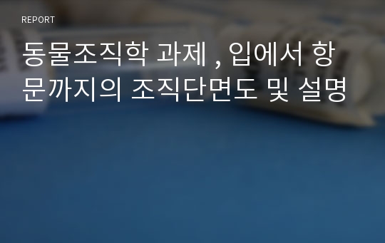 동물조직학 과제 , 입에서 항문까지의 조직단면도 및 설명