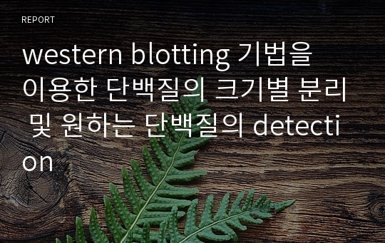 western blotting 기법을 이용한 단백질의 크기별 분리 및 원하는 단백질의 detection