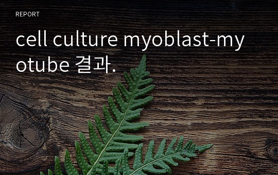 cell culture myoblast-myotube 결과.