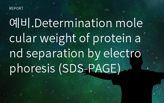 예비.Determination molecular weight of protein and separation by electrophoresis (SDS-PAGE)