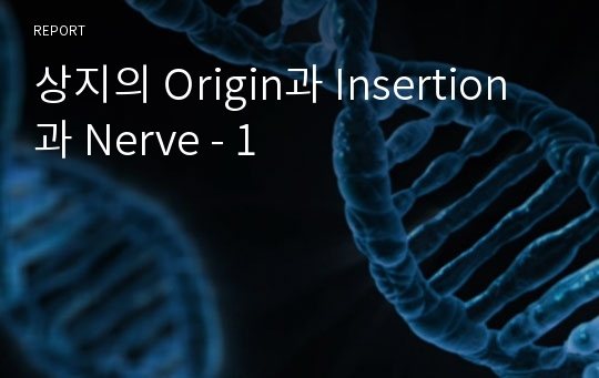 상지의 Origin과 Insertion과 Nerve - 1