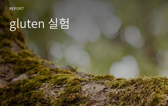 gluten 실험