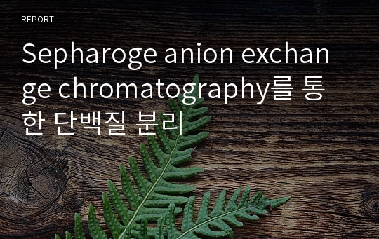 Sepharoge anion exchange chromatography를 통한 단백질 분리