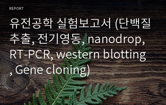 유전공학 실험보고서 (단백질추출, 전기영동, nanodrop, RT-PCR, western blotting, Gene cloning)