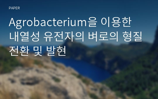 Agrobacterium을 이용한 내열성 유전자의 벼로의 형질전환 및 발현