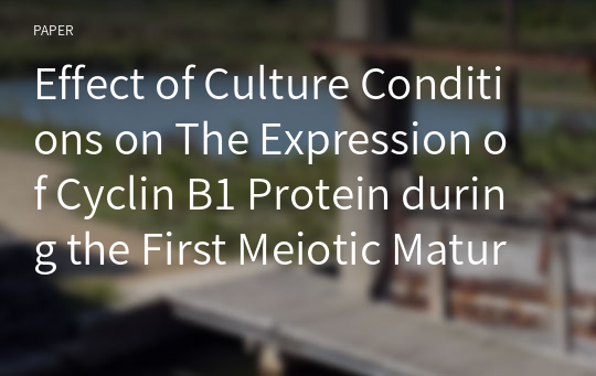 Effect of Culture Conditions on The Expression of Cyclin B1 Protein during the First Meiotic Maturation in Bovine Immature Oocytes