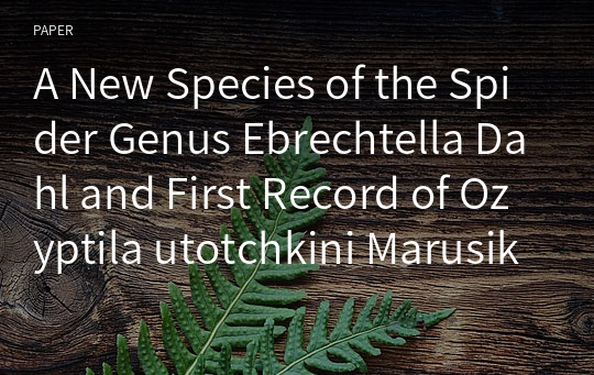 A New Species of the Spider Genus Ebrechtella Dahl and First Record of Ozyptila utotchkini Marusik, with the First Description of the Male of Ozyptila geumoensis Seo and Sohn (Araneae, Thomisidae) fro