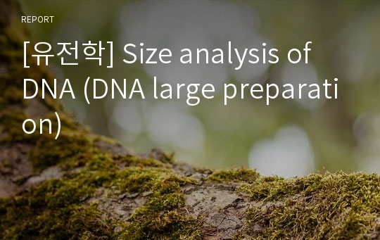 [유전학] Size analysis of DNA (DNA large preparation)
