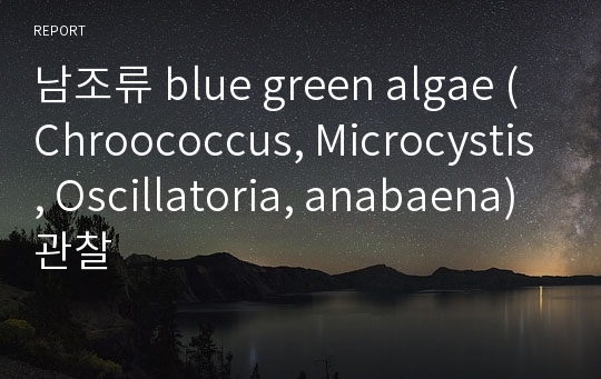 남조류 blue green algae ( Chroococcus, Microcystis, Oscillatoria, anabaena) 관찰