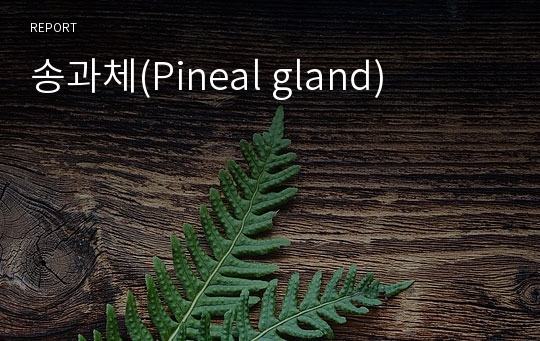 송과체(Pineal gland)