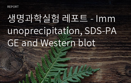 생명과학실험 레포트 - Immunoprecipitation, SDS-PAGE and Western blot