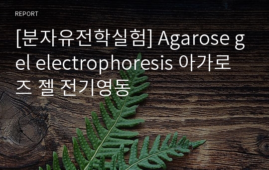 [분자유전학실험] Agarose gel electrophoresis 아가로즈 젤 전기영동