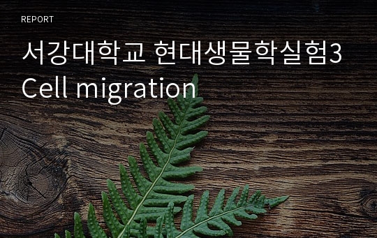 서강대학교 현대생물학실험3 Cell migration