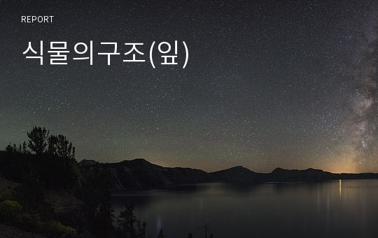 식물의구조(잎)