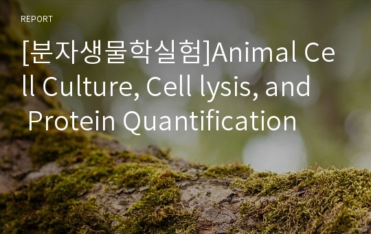 [분자생물학실험]Animal Cell Culture, Cell lysis, and  Protein Quantification