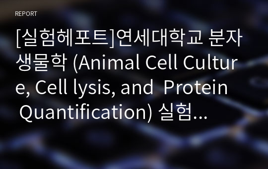 [실험헤포트]연세대학교 분자생물학 (Animal Cell Culture, Cell lysis, and  Protein Quantification) 실험 보고서
