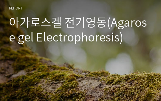 아가로스겔 전기영동(Agarose gel Electrophoresis)