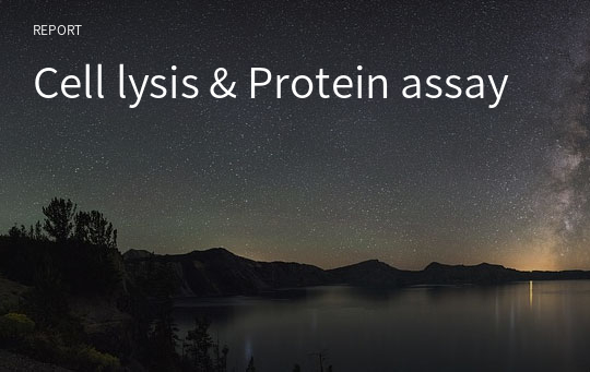 Cell lysis &amp; Protein assay