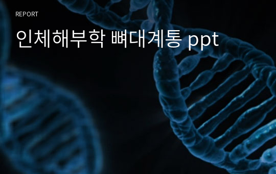 인체해부학 뼈대계통 ppt