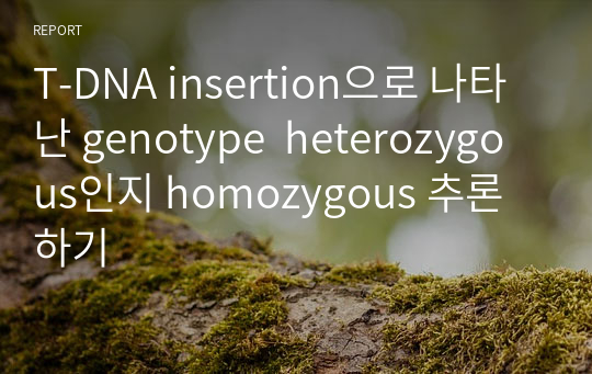 T-DNA insertion으로 나타난 genotype  heterozygous인지 homozygous 추론하기