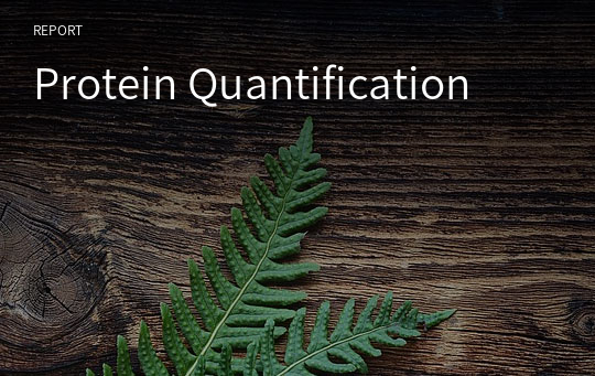 Protein Quantification