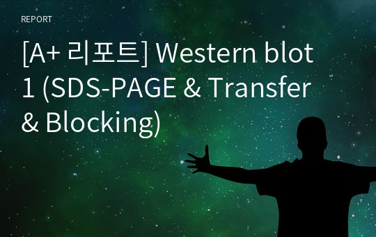 [A+ 리포트] Western blot 1 (SDS-PAGE &amp; Transfer &amp; Blocking)