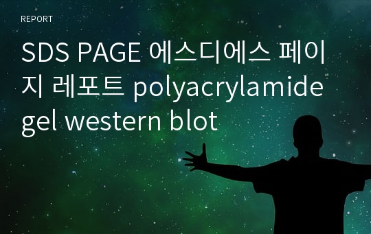 SDS PAGE 에스디에스 페이지 레포트 polyacrylamide gel western blot