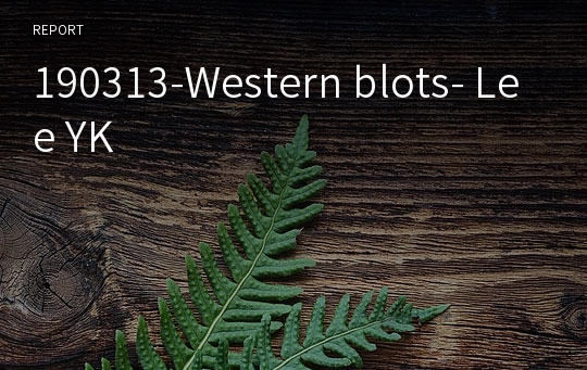 190313-Western blots- Lee YK