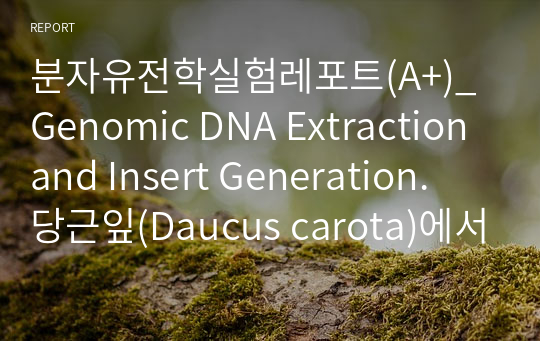 분자유전학실험레포트(A+)_Genomic DNA Extraction and Insert Generation.  당근잎(Daucus carota)에서 추출한 genomic DNA와 GDNA 전기영동결과(사진有), 추출한 식물의 유전체 DNA의 이용 방안, 특이적 band가 나타나지 않거나 비 특이적 band가 다수 나타난 경우에서의 실험 수정.