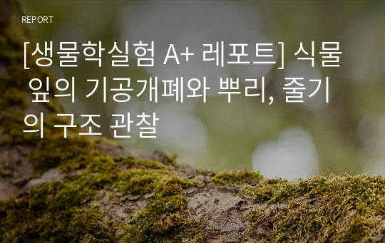 [생물학실험 A+ 레포트] 식물 잎의 기공개폐와 뿌리, 줄기의 구조 관찰