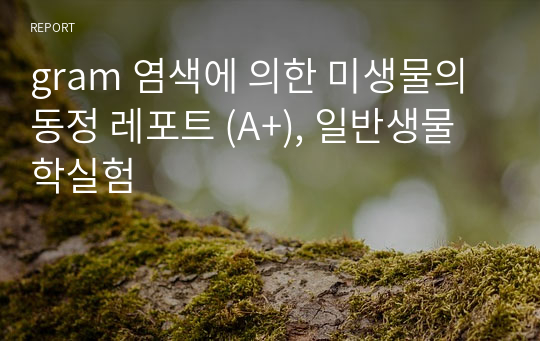 gram 염색에 의한 미생물의 동정 레포트 (A+), 일반생물학실험