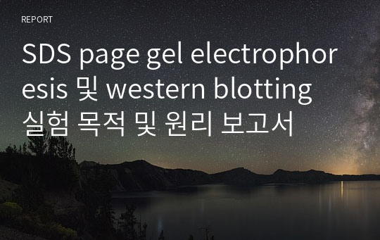 SDS page gel electrophoresis 및 western blotting 실험 목적 및 원리 보고서